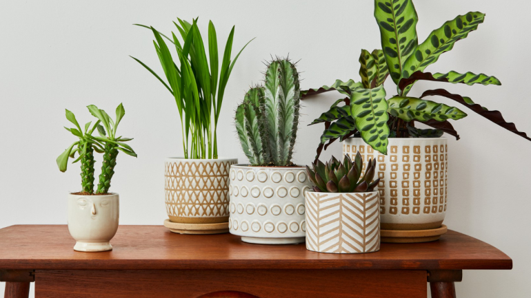 indoorplants