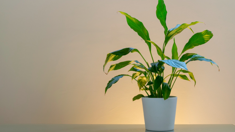 indoorplants