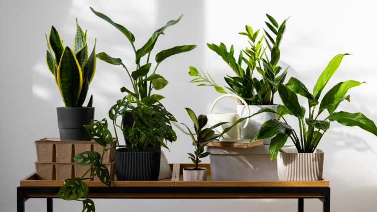indoorplants